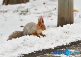 КРЕПКИМ МОРОЗОМ И СОЛНЦЕМ ПОРАДУЕТ ПЕРВЫЙ РАБОЧИЙ ДЕНЬ ГОДА