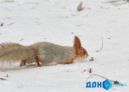 КРЕПКИЕ МОРОЗЫ И СЕВЕРНЫЙ ВЕТЕР ВЕРНУЛИСЬ В РОСТОВ-НА-ДОНУ