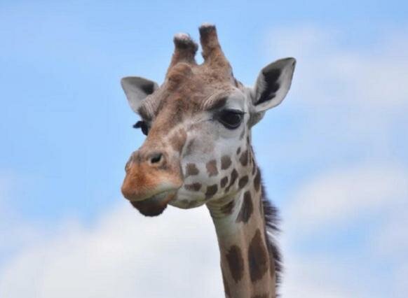 В Ростовском зоопарке умер единственный жираф