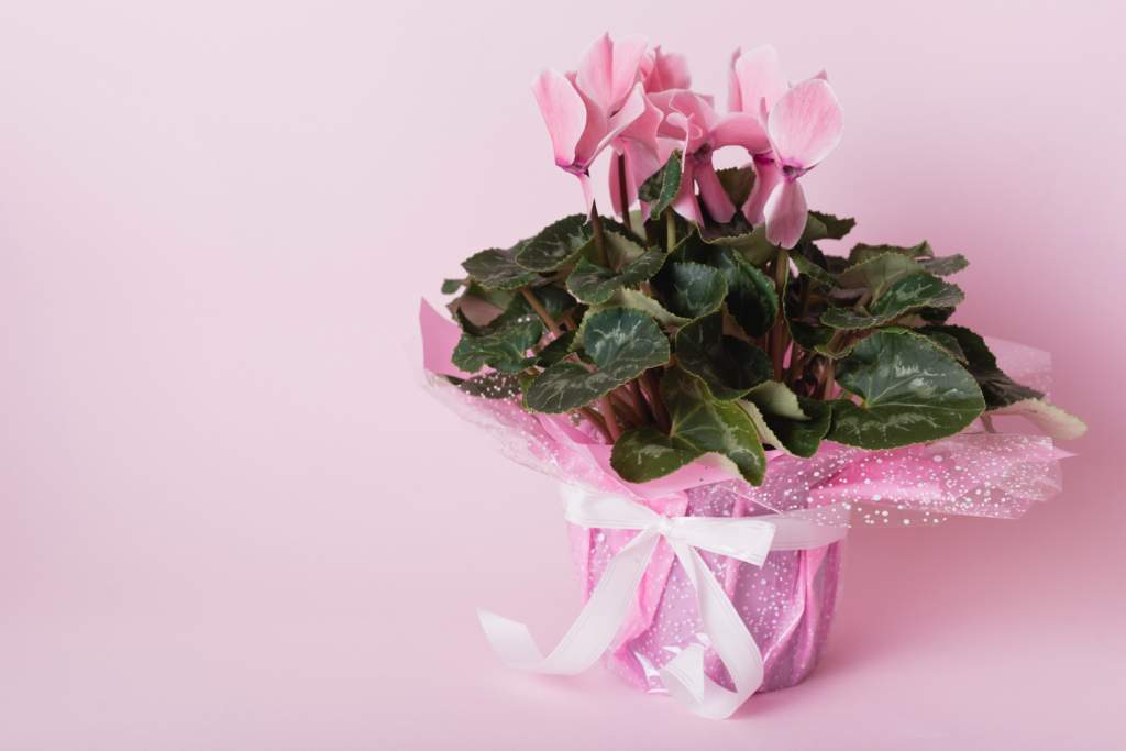 8 растений, которые должны быть в доме у каждой девушки, ведь они привлекают любовь