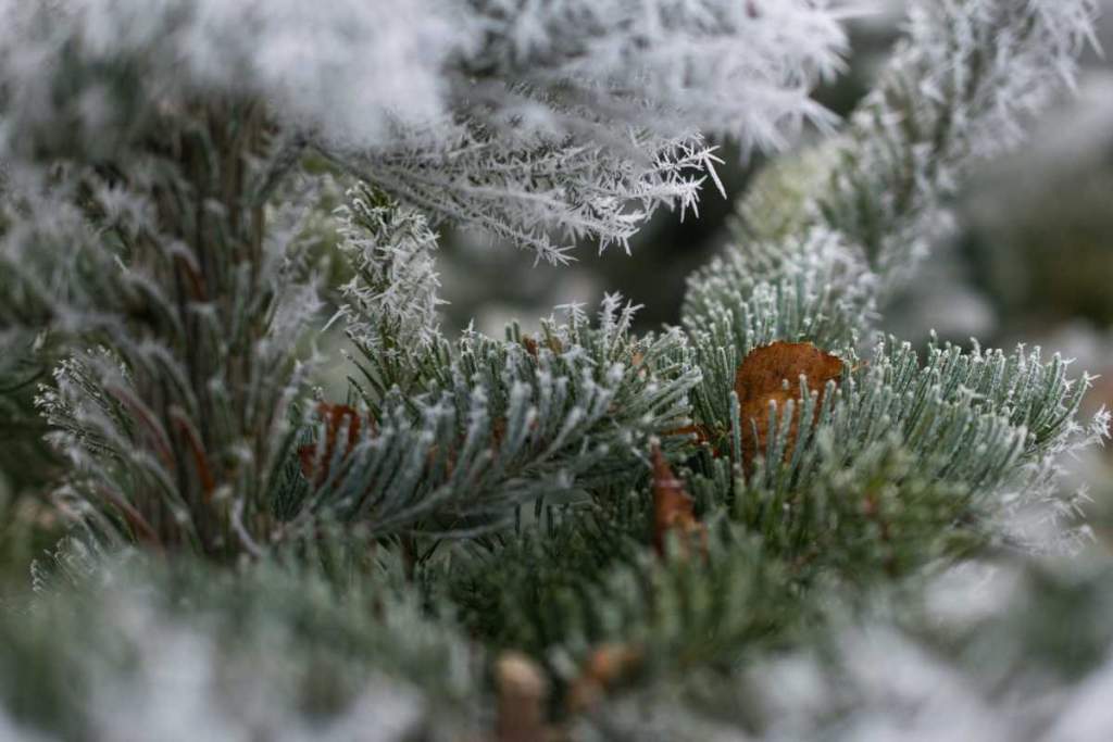 24 февраля – Коровий праздник, Власьев день – приметы, обряды, традиции