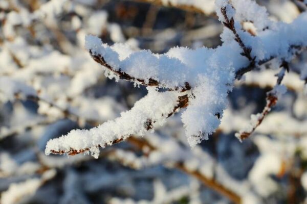 На ближайшие сутки в Ростовской области объявлено штормовое предупреждение из-за снегопада