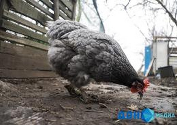В Ростовской области корм для птиц «доставили» из Азовского района в Сальск за 20 минут