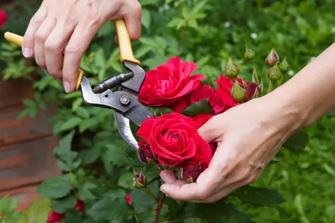 Правила ухода за розами весной