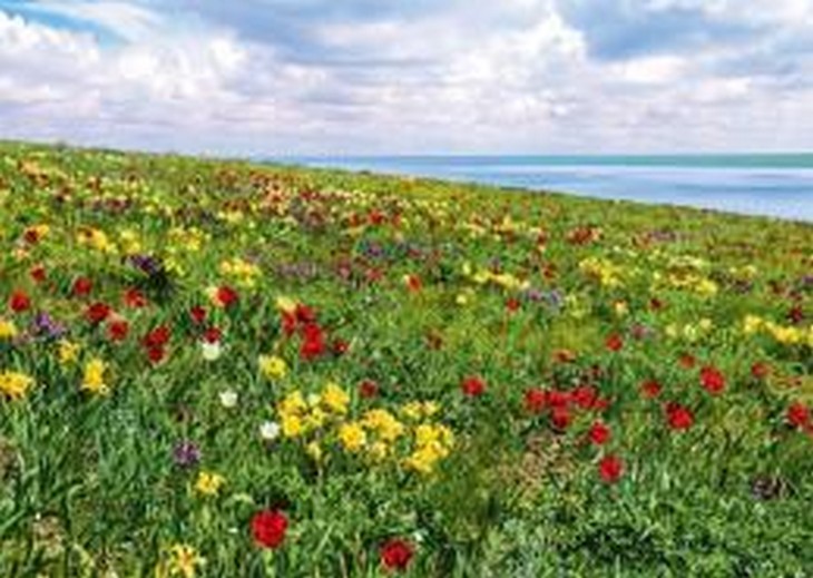 В Орловском районе пройдет фестиваль массового цветения тюльпанов и ирисов