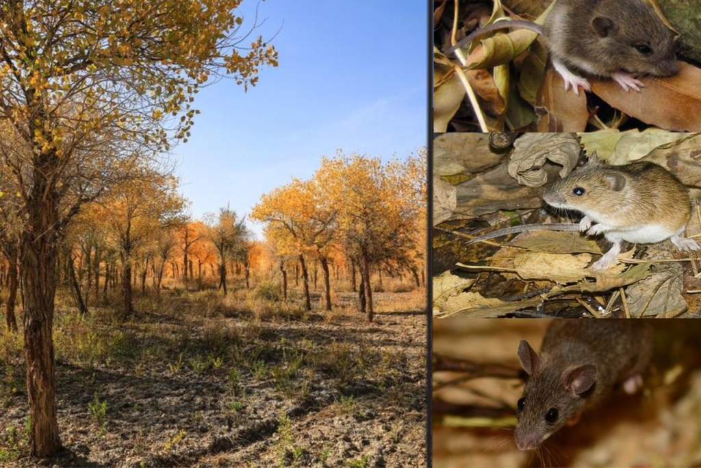 Эксперты рассказали, как обезопасить сад от грызунов-вредителей