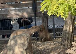 НА ДОНУ БЫЛИ ЗАМЕЧЕНЫ ЦЕЛУЮЩИЕСЯ КАПИБАРЫ