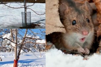 Способы защиты сада от зимних невзгод