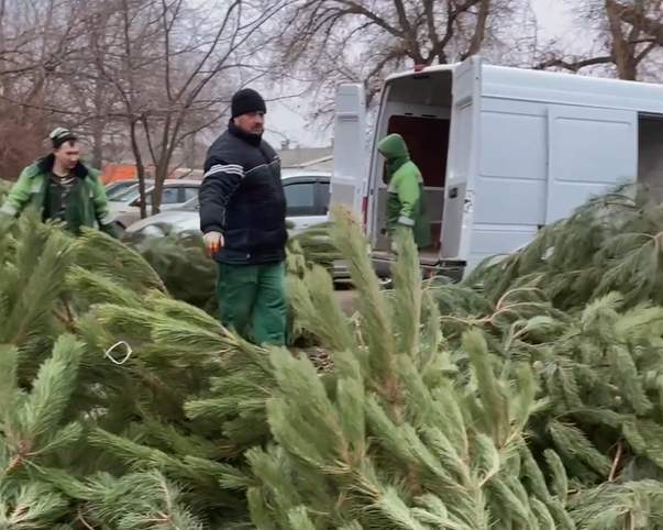 Хвойное лакомство: в парке «Лога» принимают новогодние елки для зверей