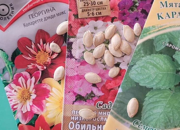 Как добиться максимальной всхожести семян для рассады