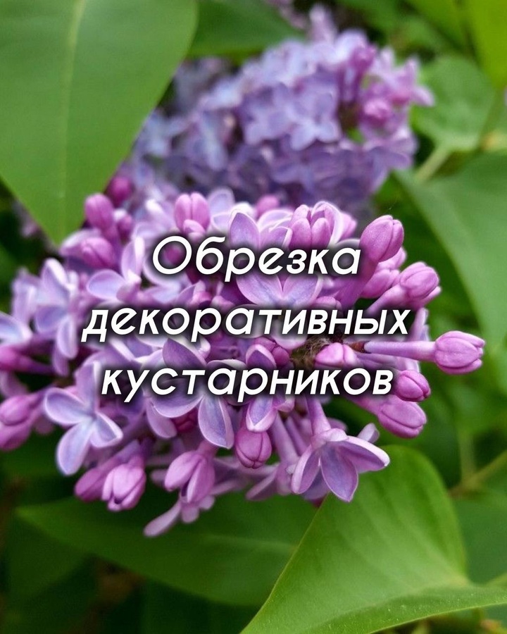 Обрезка декоративных кустарников
