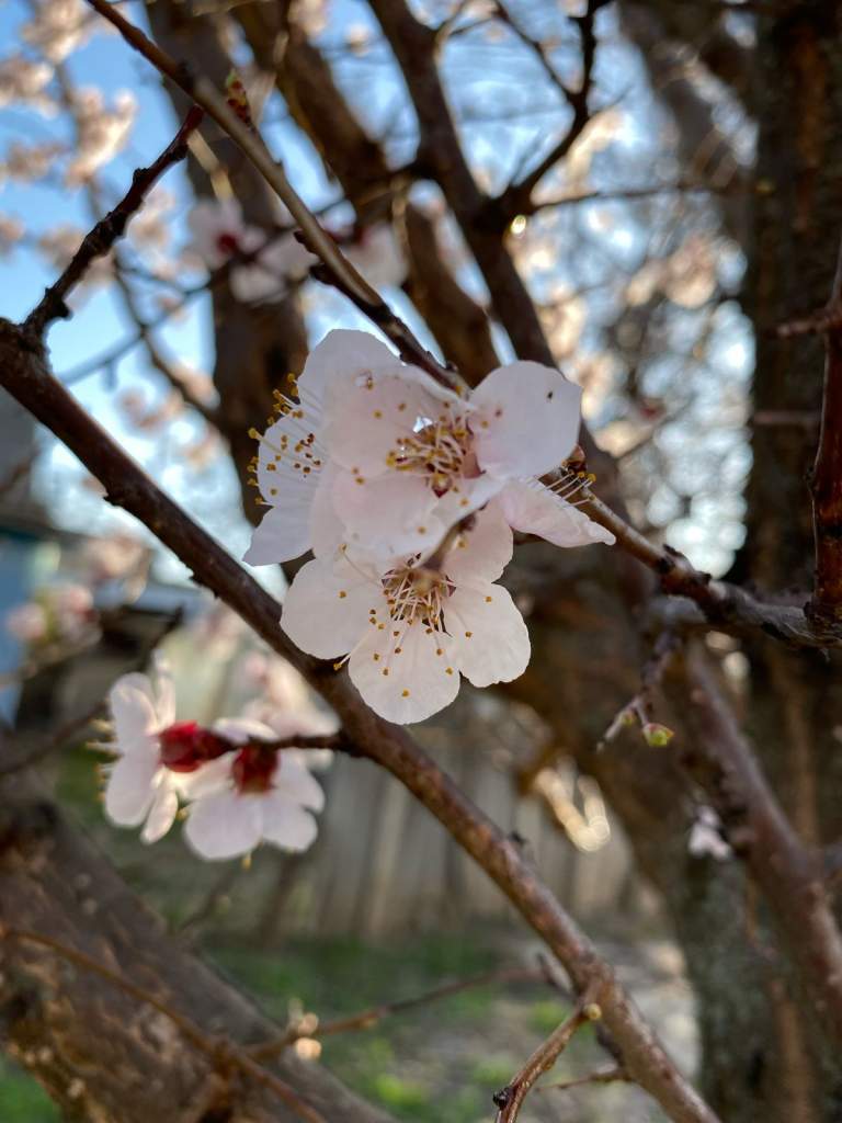 Язык пчёл — это сложнейший танец