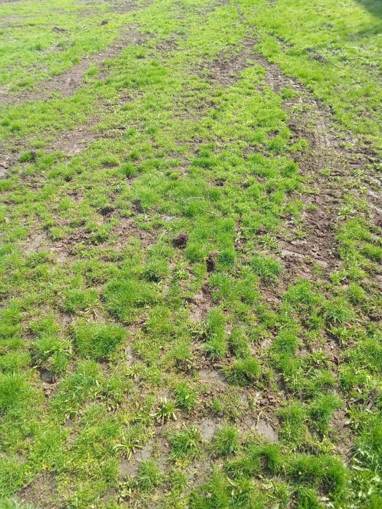 В Ростовской области угрожают посевам озимой пшеницы корневые гнили