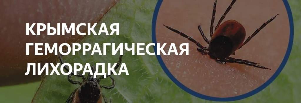Что нужно знать о  Крымской геморрагической лихорадке?