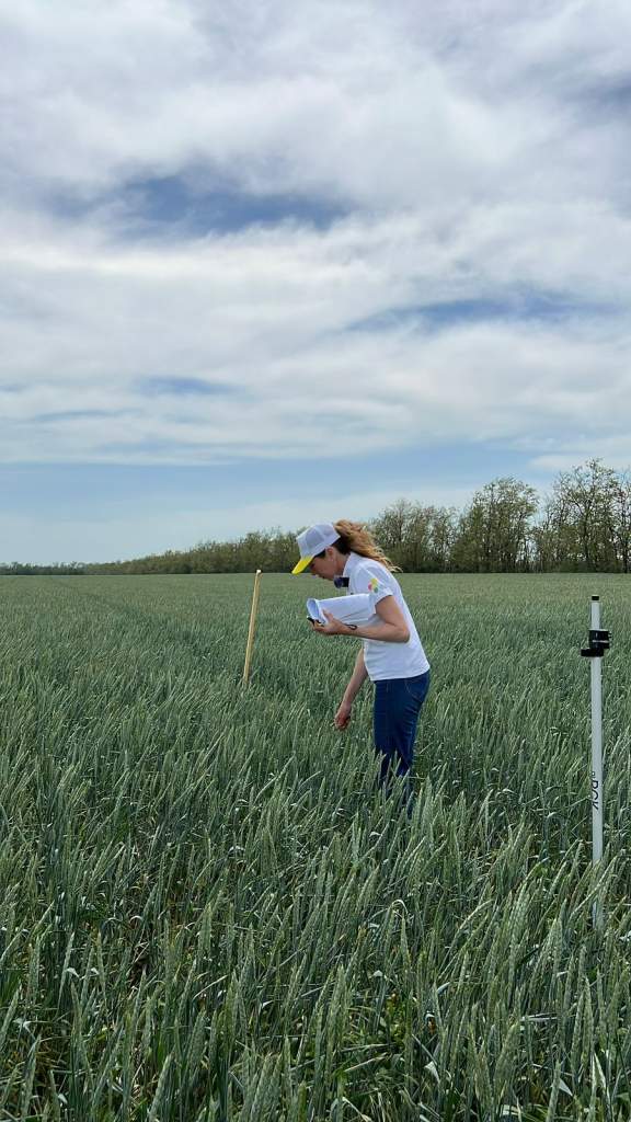 На Дону началась апробация семенных посевов