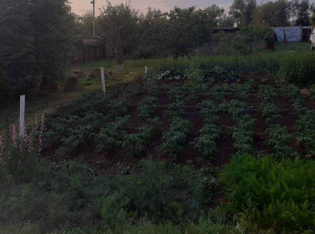 Самые благоприятные дни для посадки во второй половине июня по лунному календарю