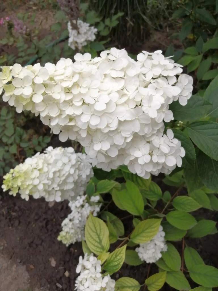 О гортензиях