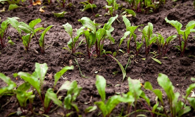 Закладываем второй урожай в июле