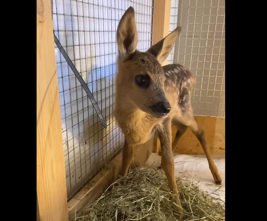 В парке «Лога» нашли новый дом для маленькой косули, эвакуированной из зоны проведения специальной военной операции
