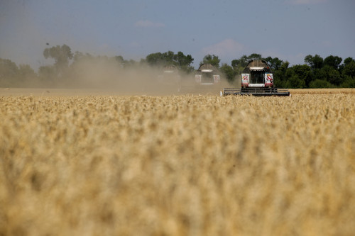 В Ростовской области уборочная кампания вошла в активную фазу