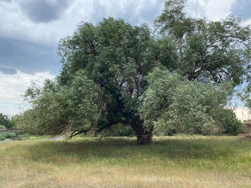 Дерево на Дону, которое может стать главным в России