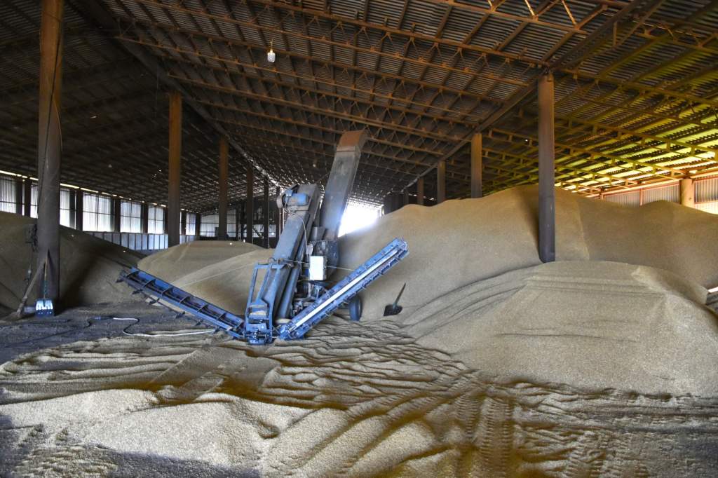 Россельхозцентр предупреждает: своевременная обработка зернохранилищ – залог сохранности урожая