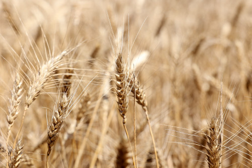 Донские власти планируют обратиться к правительству Российской Федерации в поддержку аграриев