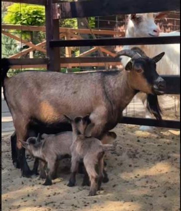 В знаменитом парке «Лога» случилось прибавление в семействе животных: ряды обитателей пополнили трое крошечных камерунских коз