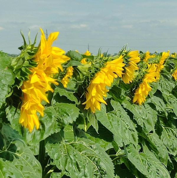 В Ростовской области началась апробация подсолнечника