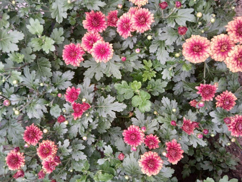 Как правильно поливать сад: советы и рекомендации