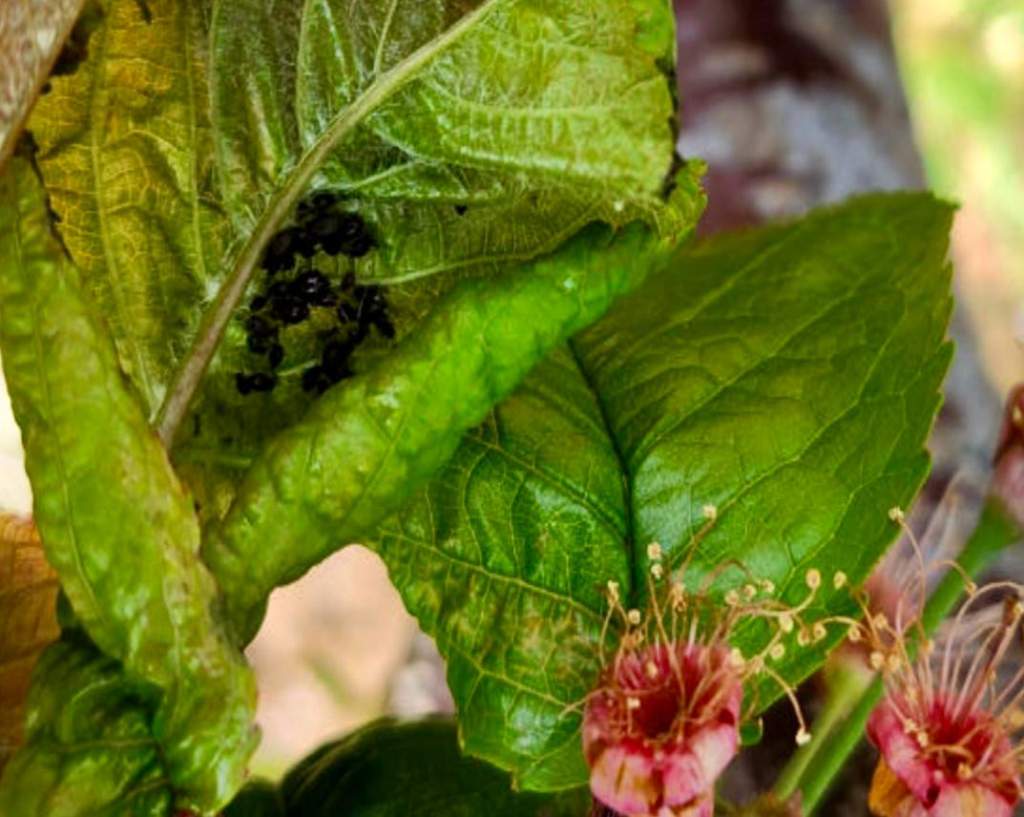 Большая численность тли в июле требует быстрых решений