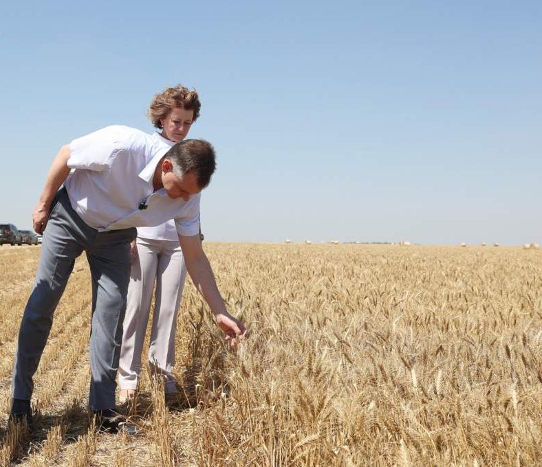 Семена пшеницы из зон ЧС Ростовской области непригодны для сева