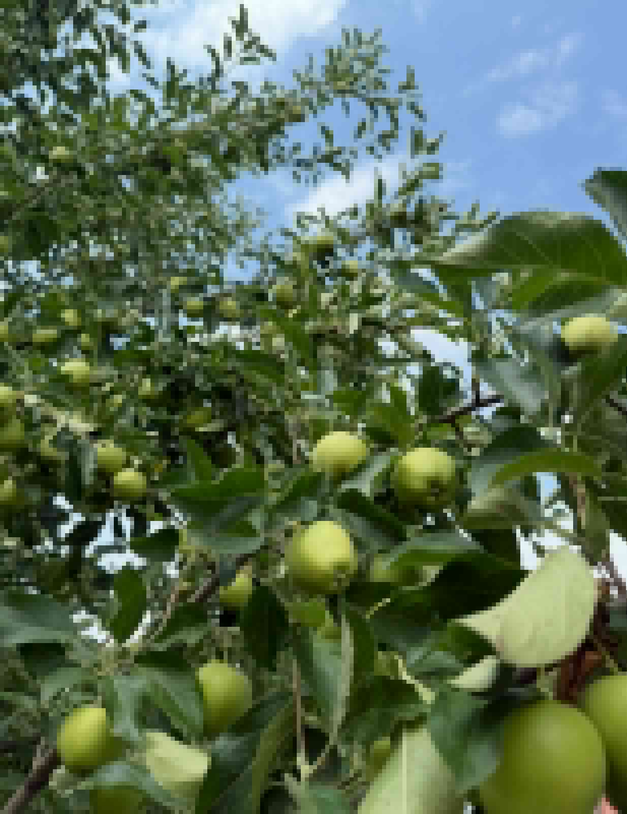 Чтим памятные моменты из Евангелия и выражаем признательность Всевышнему за дары земли