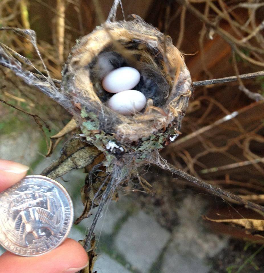 Самые маленькие яйца у колибри-меньше 1 см в длину