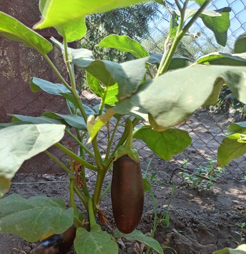 Что посадить в августе, чтобы осенью собрать урожай?