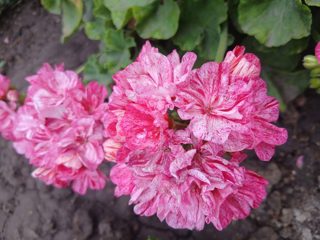 Как избавиться от сорняков: эффективные методы и советы