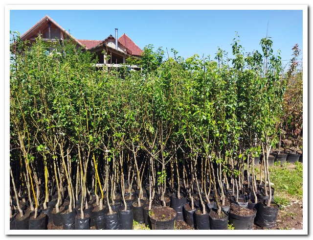 Как не ошибиться с выбором саженцев плодовых и ягодных культур