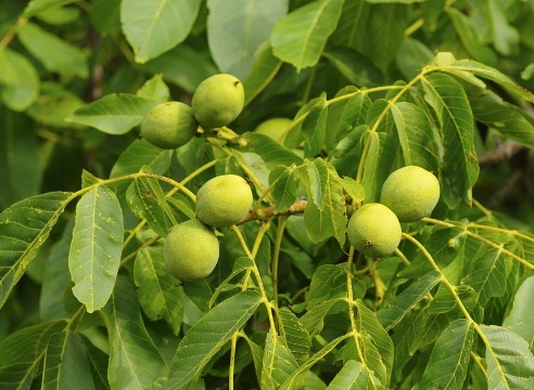 Осенняя посадка ореха: рекомендации для садоводов