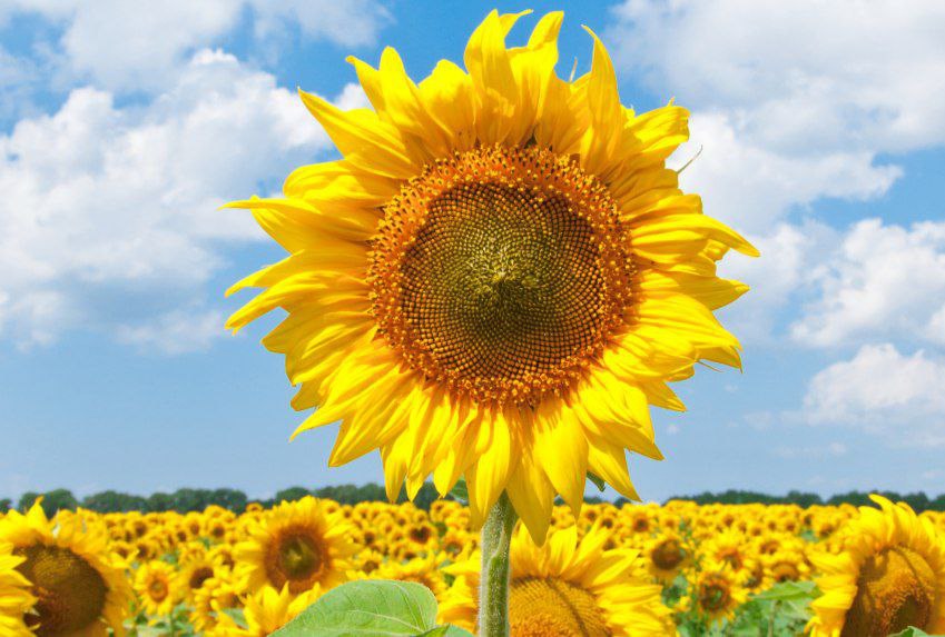 Улучшение качества российских семян подсолнечника