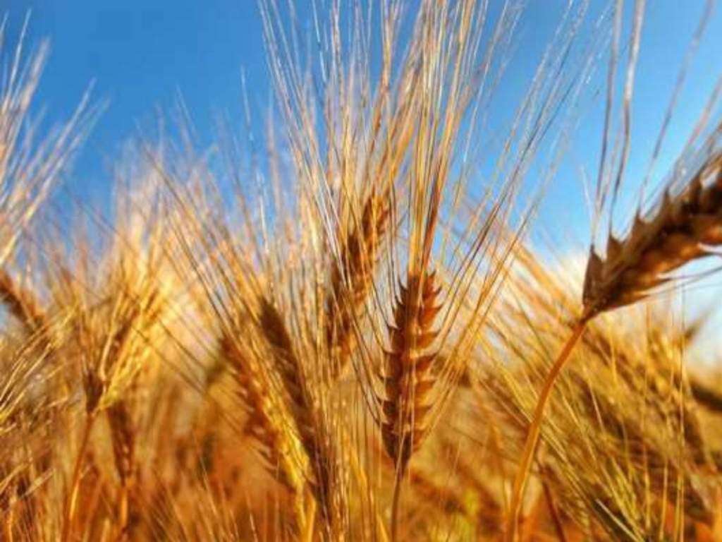 Мартыновские аграрии близки к завершению уборки ранних зерновых