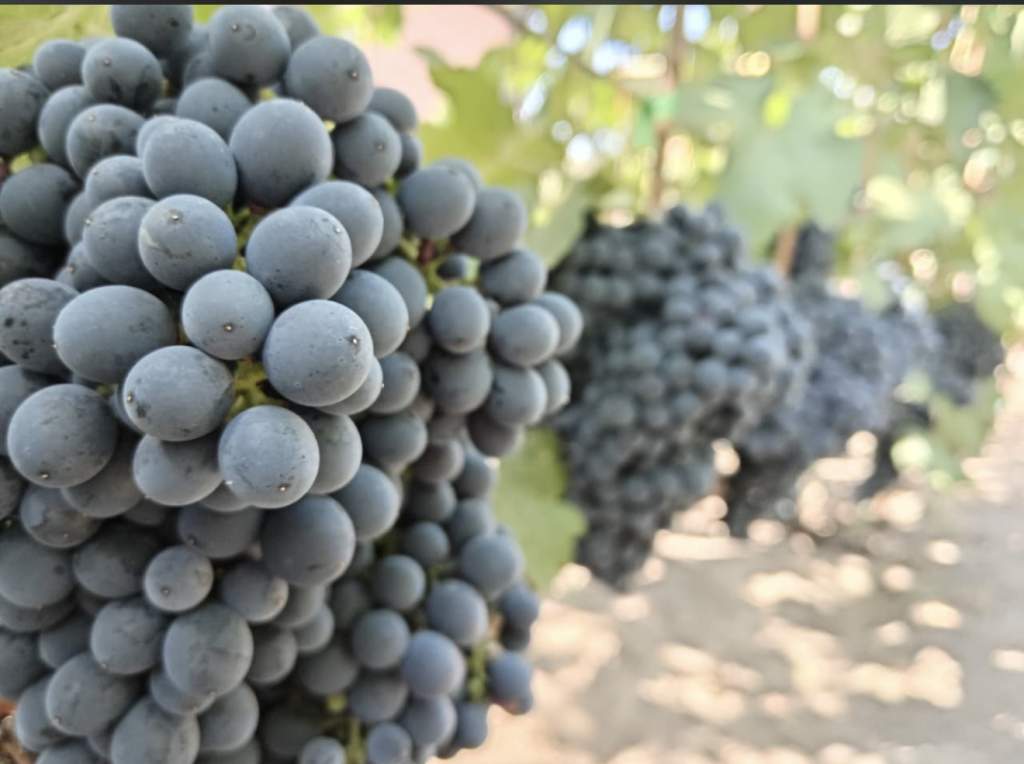 Виноград: Не просто лакомство, а суперфуд, способный удивить ваш организм!