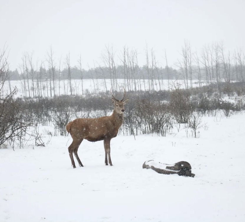 Открытие сезона охоты в Ростовской области: олень, косуля, бобр и выдра