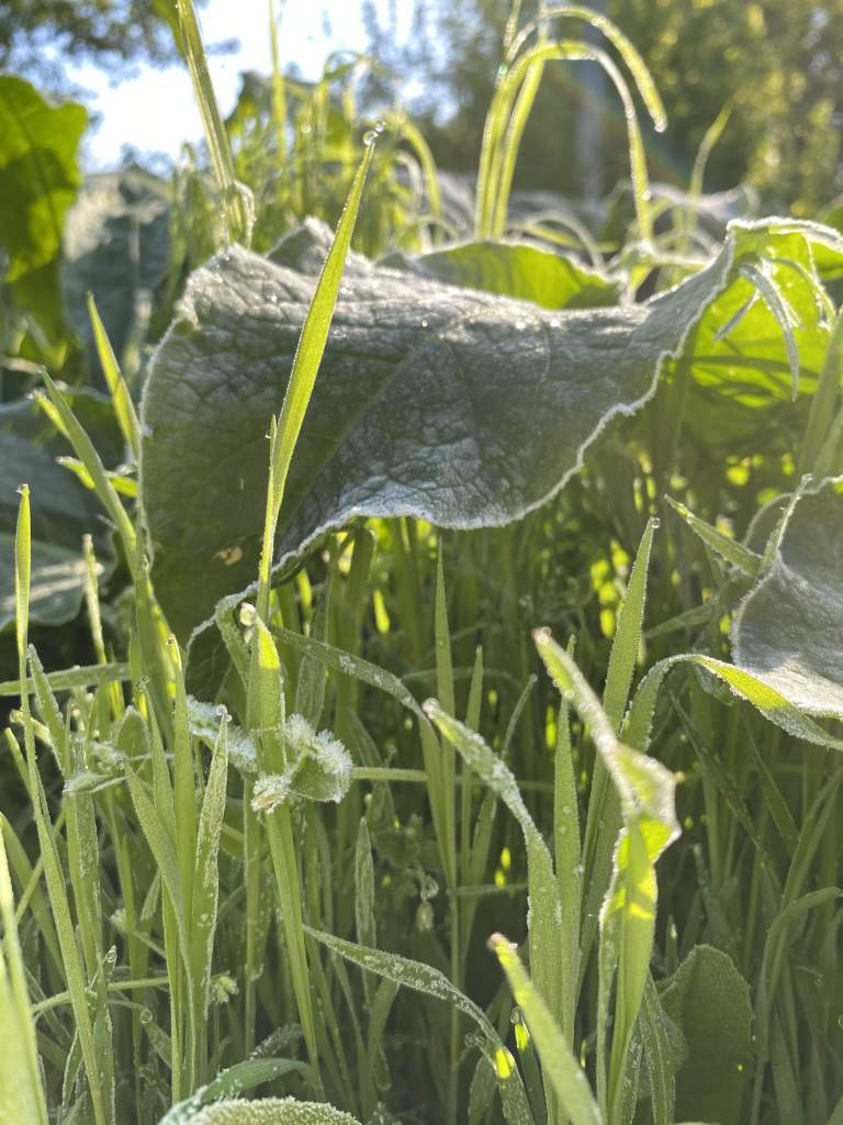 Внимание! В Ростовской области ожидаются заморозки