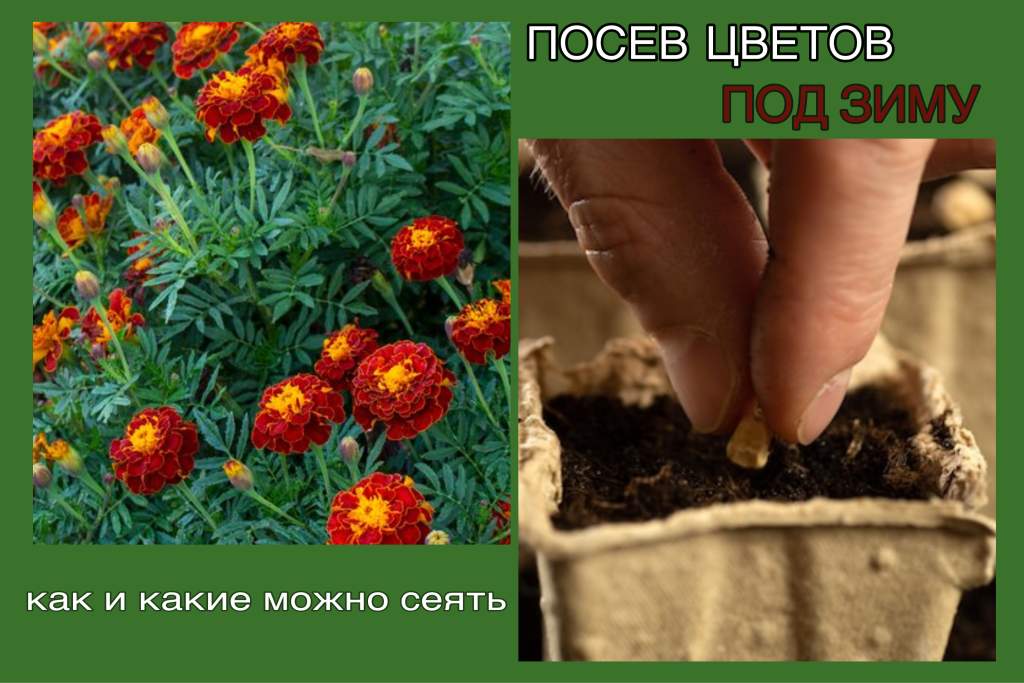 Подзимний посев цветов: какие культуры выбрать 