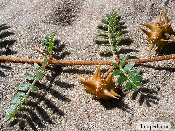 В Россельхозцентре предупредили об опасности якорцев стелющихся