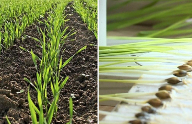 При дефиците влаги поможет фитоэкспертиза