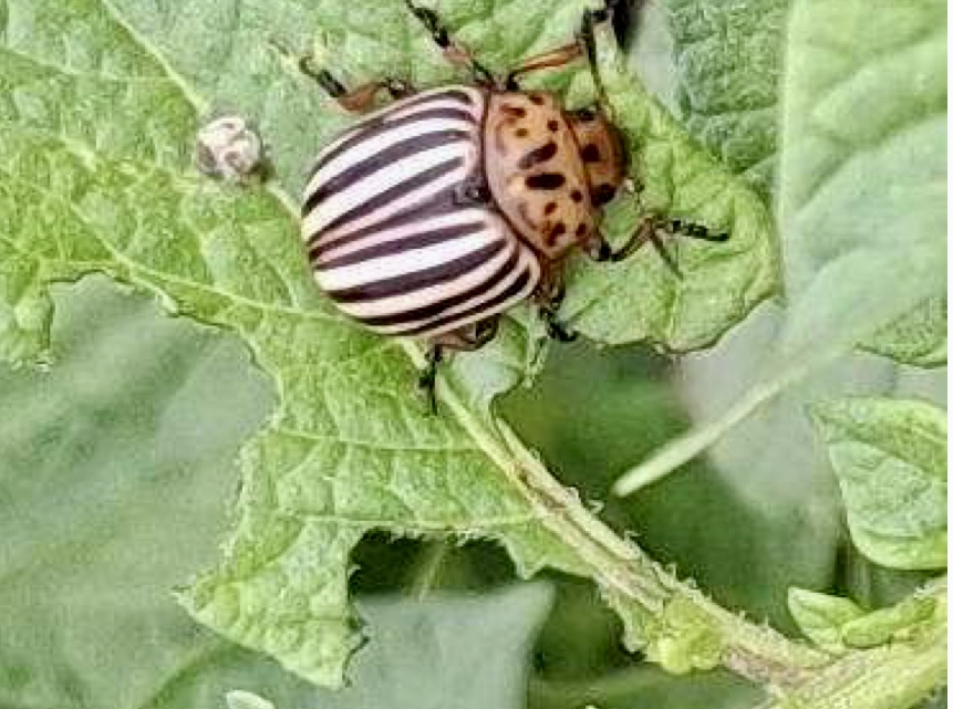 Урожай под угрозой: на картофельных полях Ростовской области замечен опасный вредитель