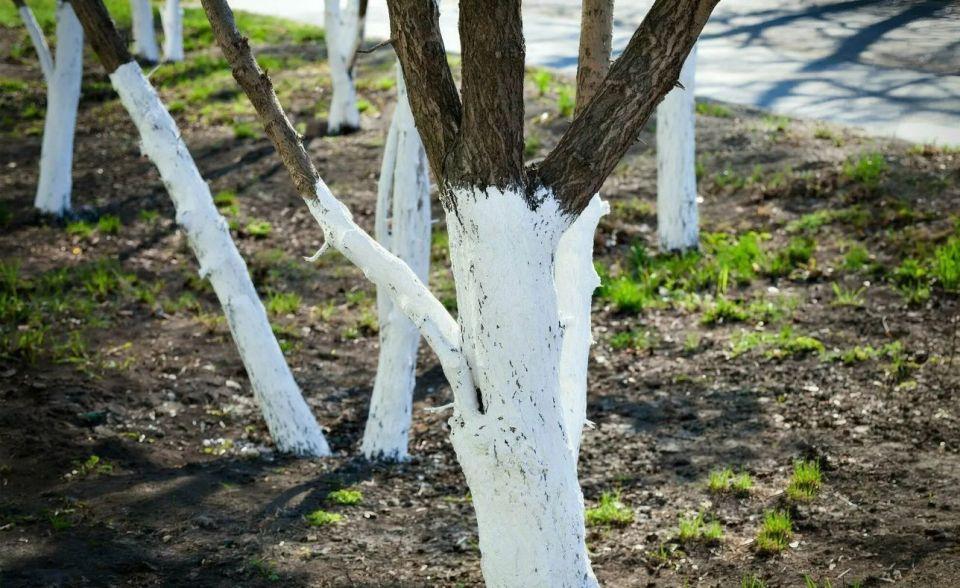 Защитите свой сад зимой: почему осенняя побелка деревьев так важна