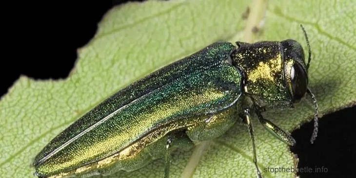 Опасность ясеневой златки и меры борьбы с ней осенью