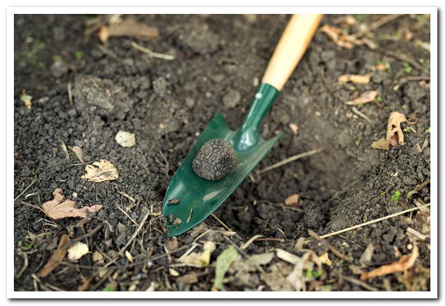 Главное для почвы осенью